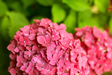 Close up light pink hortensia fresh flowers blur background.