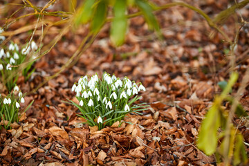 Closeup of white natural spring flowers blooming in lush green home garden or backyard. Texture and detail of common snowdrop plants flowering in landscaped yard, meadow or remote countryside forest