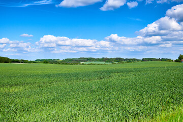 Obraz premium Landscape view, blue sky and field with copy space, green grass and plants growing in remote countryside meadow. Scenic land with long, lush reeds in calm or peaceful area with clouds and copyspace