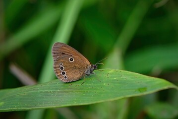 夏の草原で見られる希少なチョウ、ヒメヒカゲ