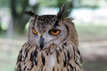 鮮やかな虹彩で何かを睨めるベンガツワシミミズク