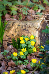 Closeup, beautiful and fresh winter flowers growing in forest, woods or remote countryside meadow. Wild yellow aconite or wolfs bane blooming for traditional medicine, healing and holistic treatment