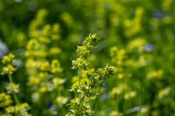 Cruciata laevipes flower growing in meadow, macro