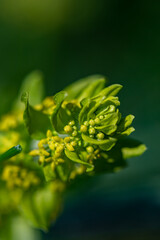 Cruciata laevipes flower growing in meadow, close up 