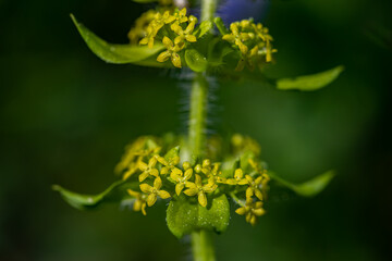 Cruciata laevipes flower in meadow, close up shoot