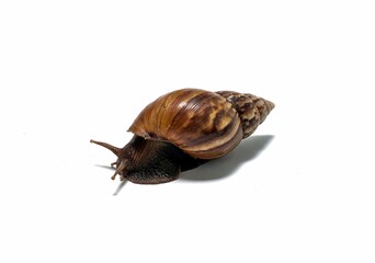 snail crawling on a white background