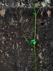 close-up of oregon manroot growing beside the wall 