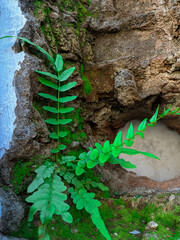 disfocus of Osmunda regalis, or royal fern growing on a broken wall