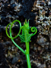 Macro photo,close-up of Marah oreganus,(Oregon manroot) with blurred background