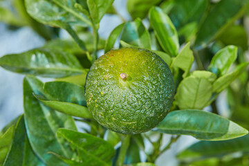 Fresh green fruit in a park, garden or on a farm. Ripe, organic and healthy lemon or citrus lime on a leafy plant filled with vitamin c and helps with protection from illness and immune system