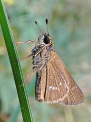 Close-up of Pelopidas mathias, the dark small-branded swift with blurred background