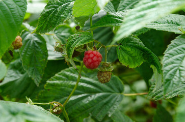 red raspberry on the bush, harvesting, ripe berry