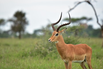 Naklejka na ściany i meble Serengeti antelope and gazelle wildlife