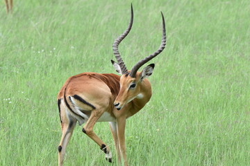 Serengeti antelope and gazelle wildlife