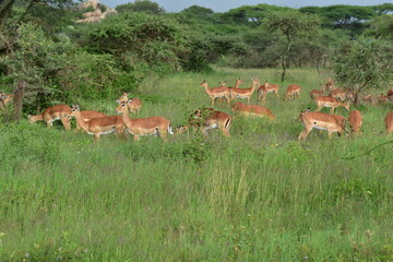 Serengeti antelope and gazelle wildlife