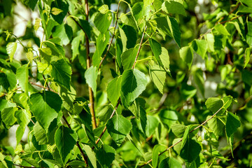 Young birch branches with leaves close-up.