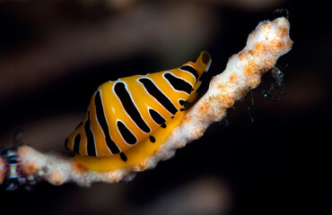 Tiger Cowrie - Crenavolva tigris. Underwater macro life of Tulamben, Bali, Indonesia.