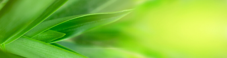 blurry leaves nature of summer green leaves natural green leaf plant used as wallpaper background