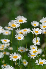 Fototapeta premium white field daisies in natural growing conditions on a sunny day