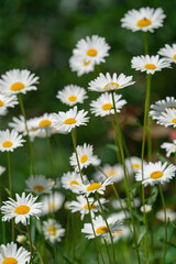 Fototapeta premium white field daisies in natural growing conditions on a sunny day