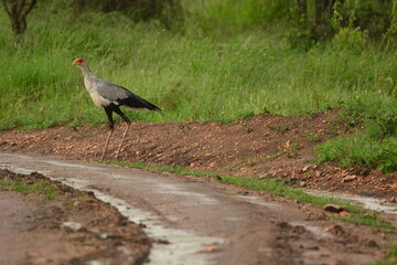 Birds of Serengeti
