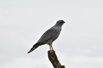 Birds of Serengeti
