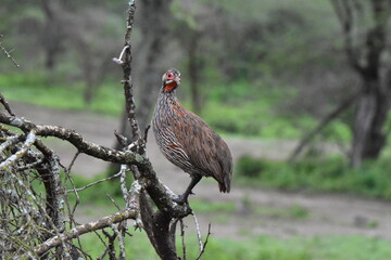 Birds of Serengeti