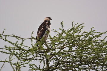 Birds of Serengeti