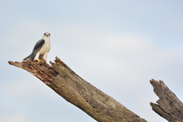 Birds of Serengeti