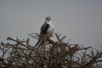 Birds of Serengeti