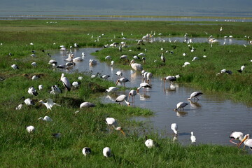 Birds of Serengeti