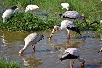 Birds of Serengeti