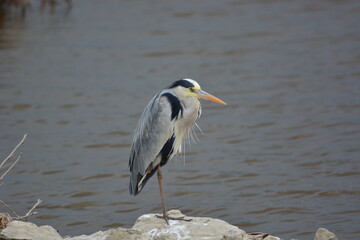 Birds of Serengeti