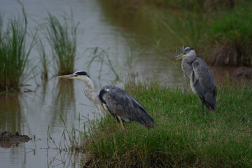 Birds of Serengeti