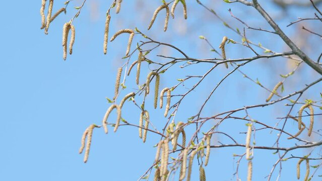 Spring birch and blue sky without clouds. Birch with blossoming catkins. Peaceful landscape in springtime on a sunny day. Close up.