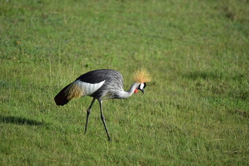 Birds of Serengeti