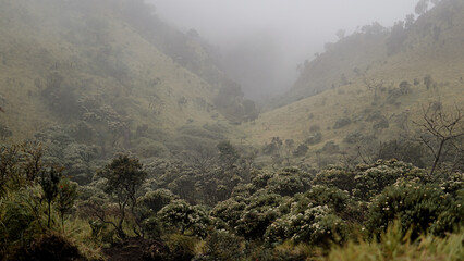 Morning fog descend on the mountain forest
