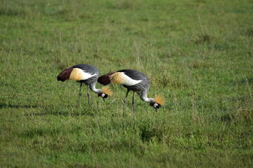 Obraz na płótnie Canvas Birds of Serengeti