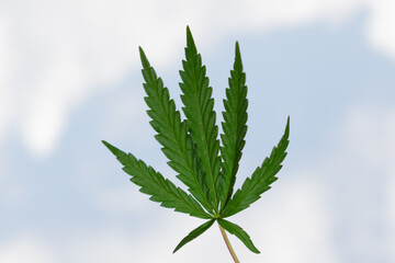 Cannabis leaf against the sky