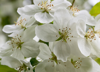 Snow-white flowers of a forest apple tree during spring flowering. Close-up.