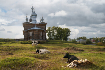 Pastoral photo on the green hills, where cows graze and rest, surrounded by ancient architecture.