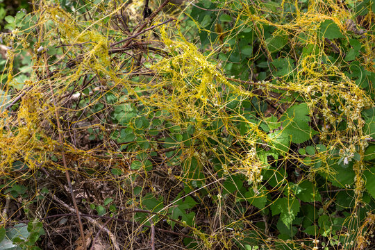 Cuscuta, dodder, parasitic plant. wild invasive creeper plant
