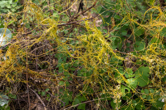 Dodder cuscuta parasitic plant choking the agricultural crops in the fields