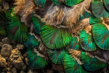 Fotobehang peacock feathers, Peacock feathers pattern, Peafowl feathers, Bird feathers, Colorful feathers, feather, feathers, wallpaper, background. © Sunanda Malam