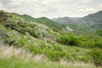 Fototapeta premium Artifacts from a long-gone world, Trovanții are located at 50 km distance from Buzău. Popularly known as “living stones”, “mushrooms” or “gorgons”, Trovanții have been said to have magical powers.