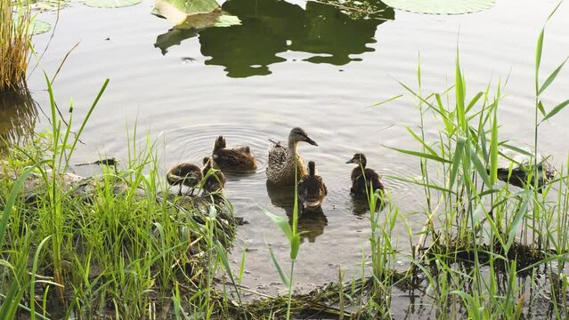 Wild duck with a flock of ducklings