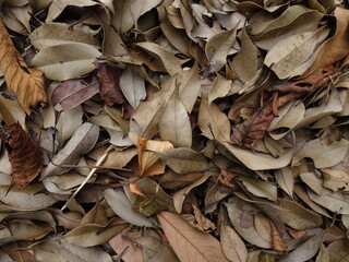 枯れ葉の敷き詰められたテクスチャー