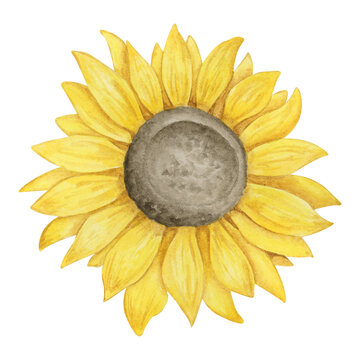 Sunflower watercolor hand drawn illustration. Botanical clipart element isolated on white background.