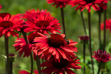 bee-friendly echinacea salsa red with large bright flowers - obrazy, fototapety, plakaty