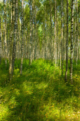 Obraz premium Birch summer sunny forest. Beautiful natural background for design and advertising